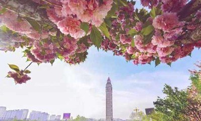 鹤壁“樱花文化节”开幕啦！！！
