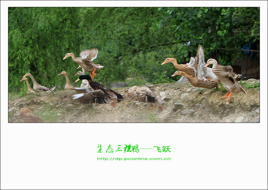 关于鸭养殖学习