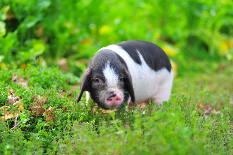 悠悠猪皖南花猪私人定制