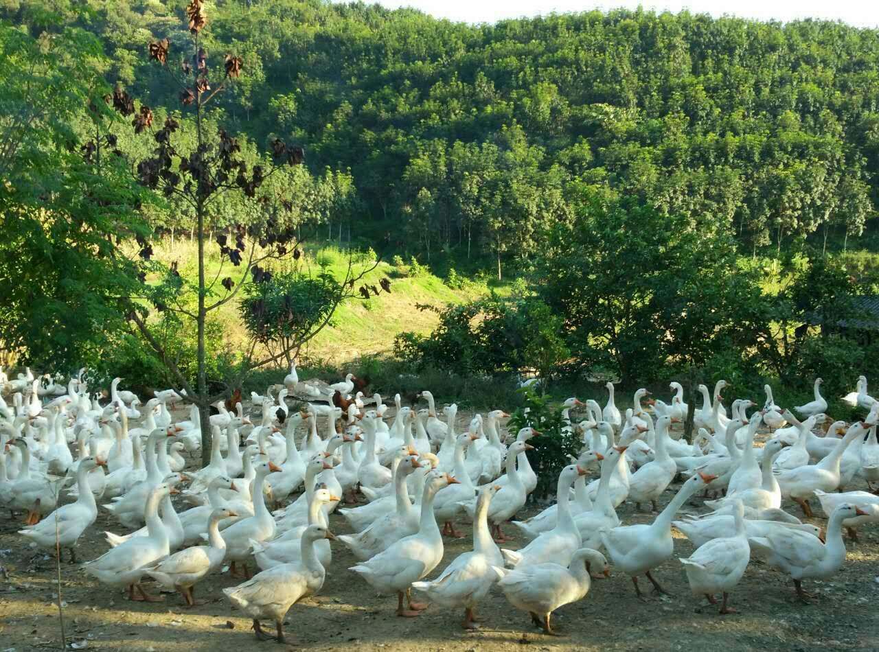 大安村养鹅场