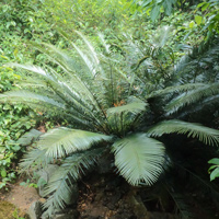 明星植物——仙湖蘇鐵