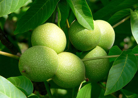 带您了解闻名全国的大姚核桃