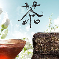 春季黑茶当道，独特“金花”护体！！